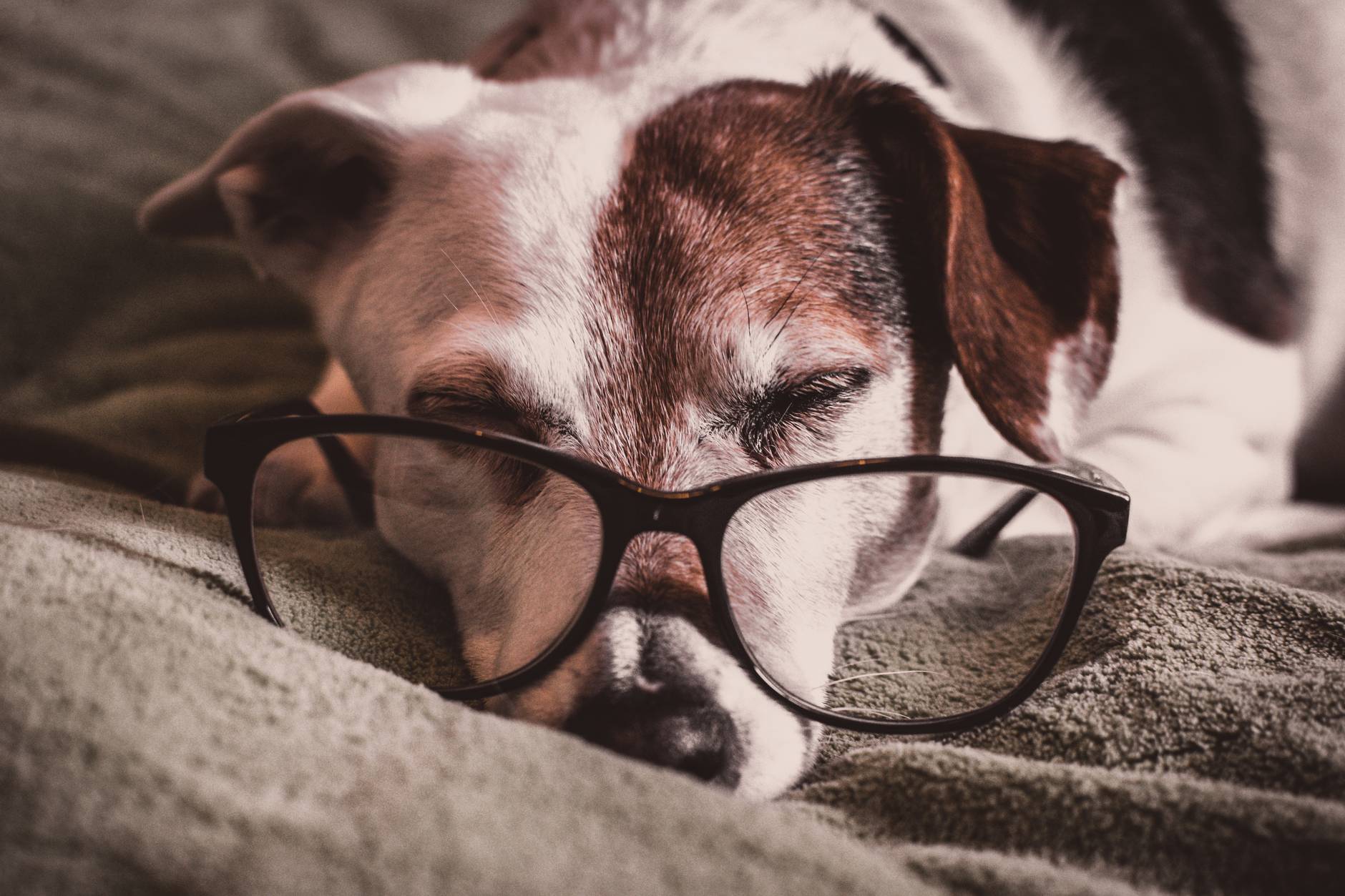 Sleeping Dogs Don’t Lie